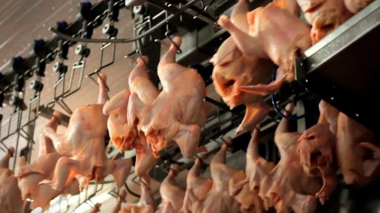 Vetado na Europa, frango com salmonela é revendido legalmente no Brasil