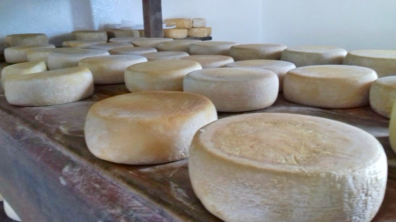 FPI do São Francisco Larvas são encontradas em fabriqueta de queijo no município de Batalha; FPI interditou o local