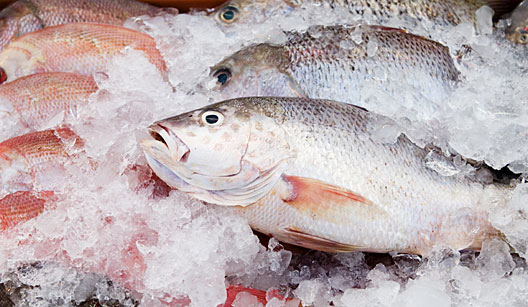 Importância da temperatura para o controle do teor de histamina em pescado